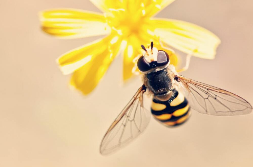 waarom jij vanaf nu bijenpollen zal gebruiken
